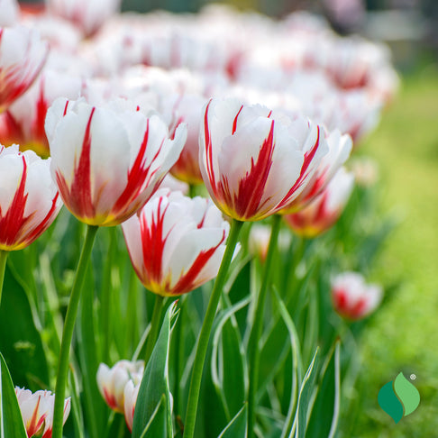 Carnival De Rio Tulip Bulbs