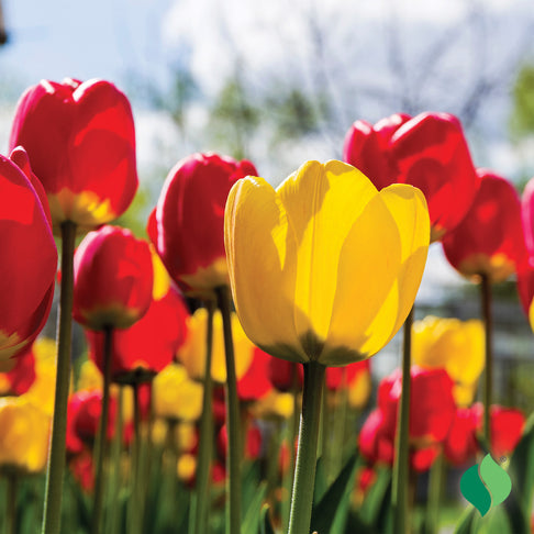 Classic Mix Tulip Bulbs