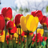 Classic Mix Tulip Bulbs