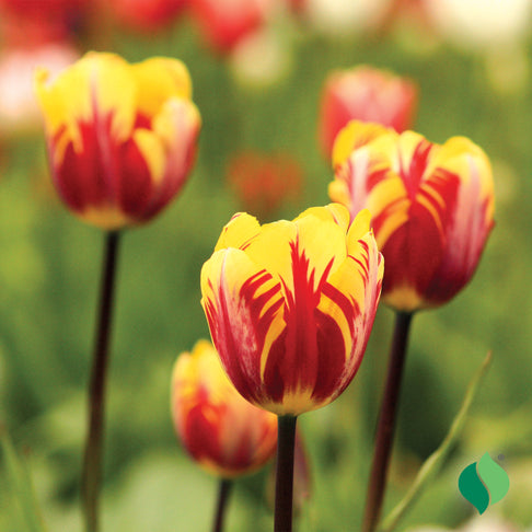 Mickey Mouse Tulip Bulbs