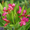 Austin Pretty Limits® Oleander Shrub