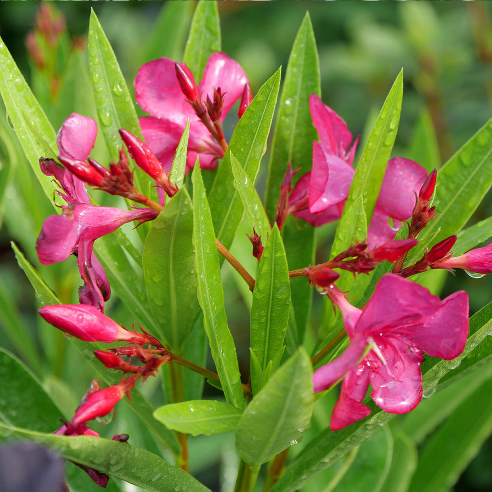 Austin Pretty Limits® Oleander Shrub