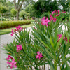 Austin Pretty Limits® Oleander Shrub