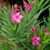 Austin Pretty Limits® Oleander Shrub