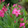 Austin Pretty Limits® Oleander Shrub