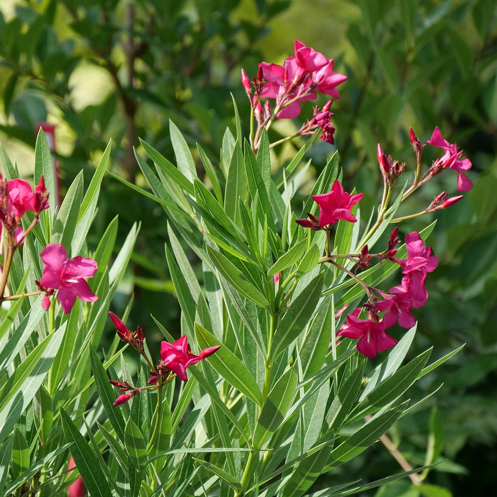 Austin Pretty Limits® Oleander Shrub