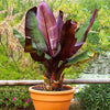 Red Abyssinian Banana Tree