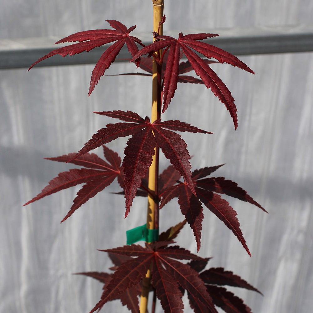 Moonfire Japanese Maple Tree