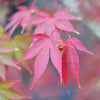 Moonfire Japanese Maple Tree