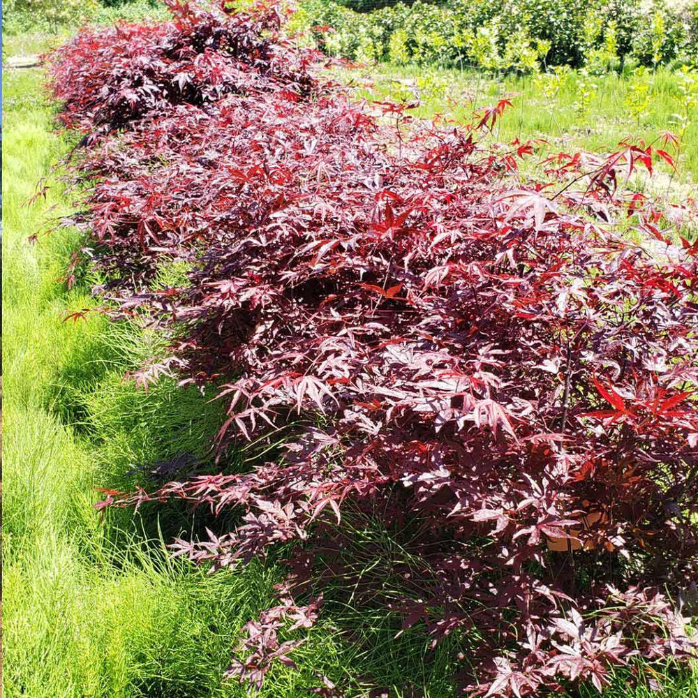 Moonfire Japanese Maple Tree