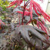 Purple Ghost Japanese Maple Tree