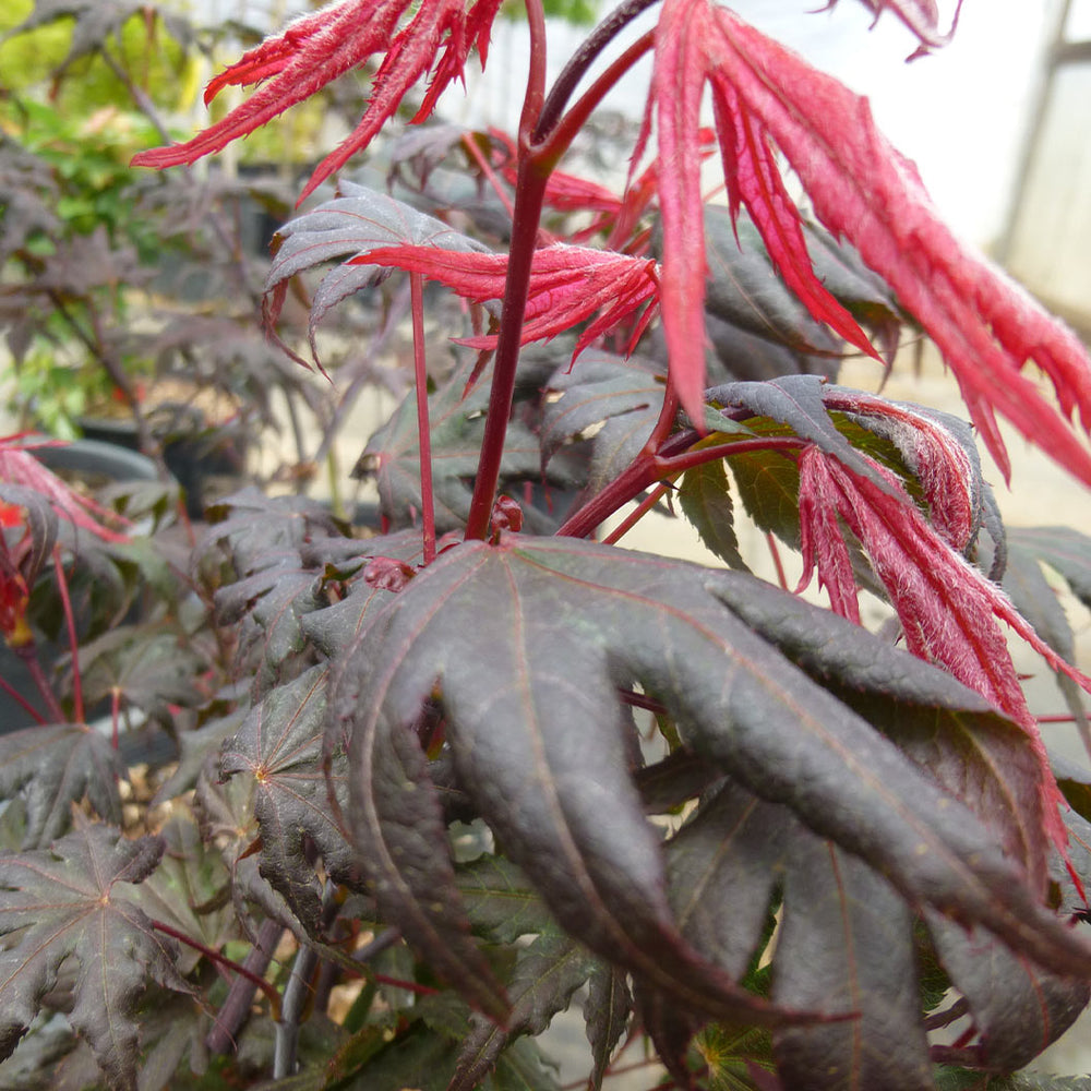 Purple Ghost Japanese Maple Tree