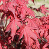 Purple Ghost Japanese Maple Tree
