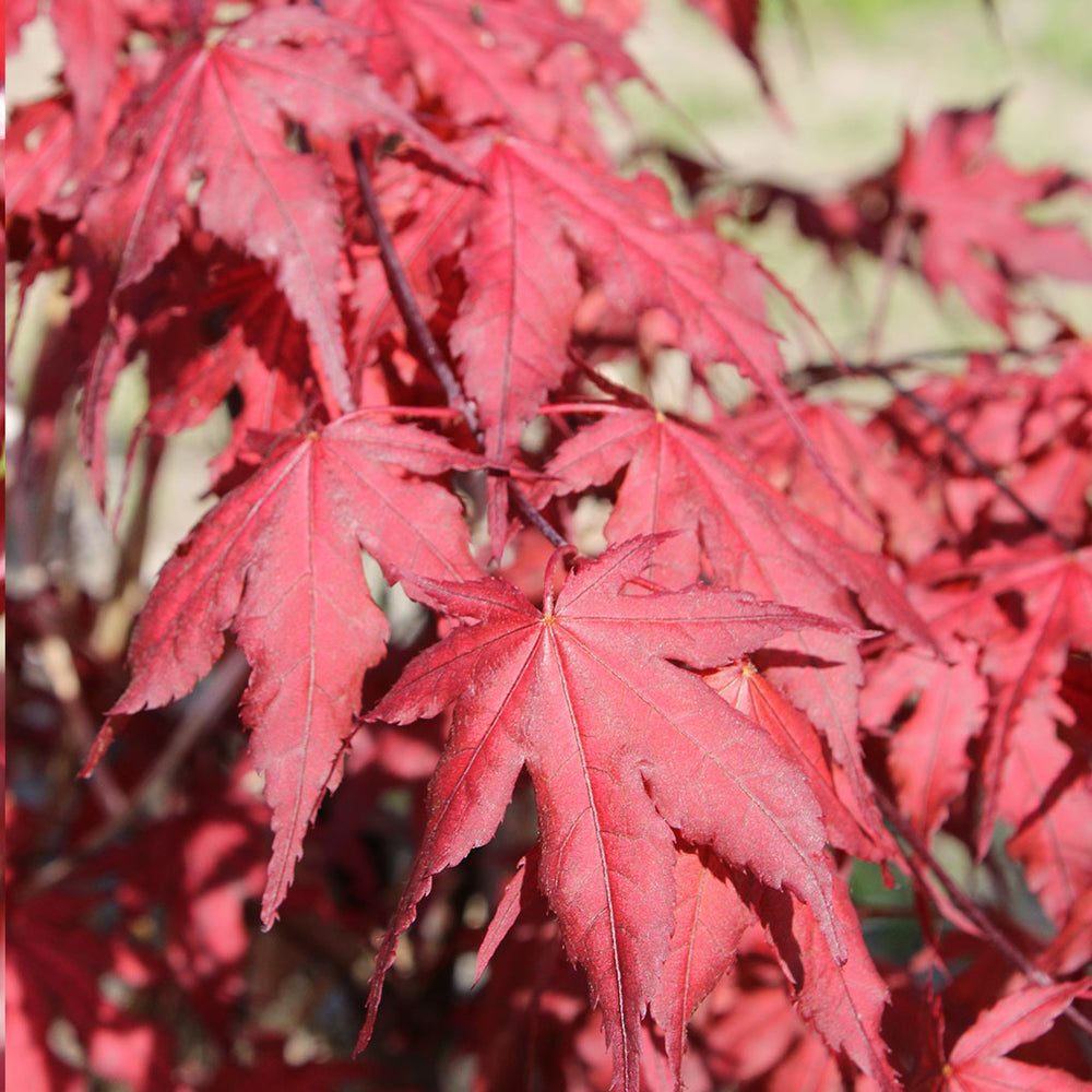 Purple Ghost Japanese Maple Tree