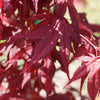 Purple Ghost Japanese Maple Tree