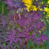 Purple Ghost Japanese Maple Tree