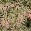 Ukigumo Japanese Maple Tree