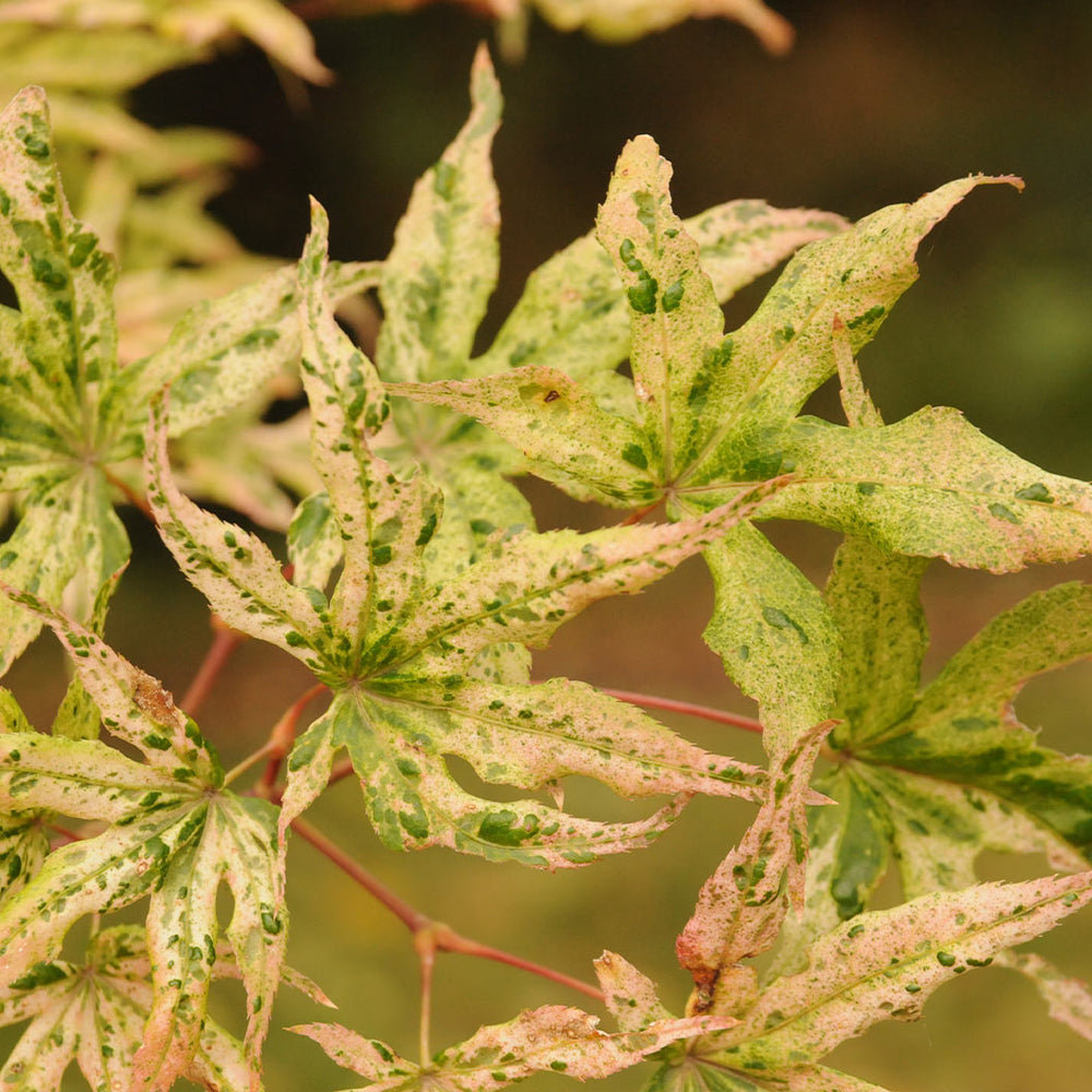 Ukigumo Japanese Maple Tree