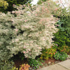 Ukigumo Japanese Maple Tree