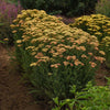 New Vintage™ Terracotta Yarrow Plant