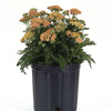 New Vintage™ Terracotta Yarrow Plant