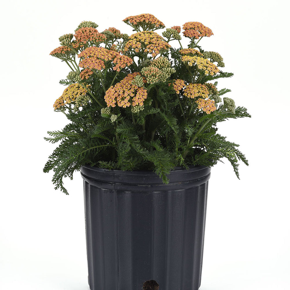 New Vintage™ Terracotta Yarrow Plant