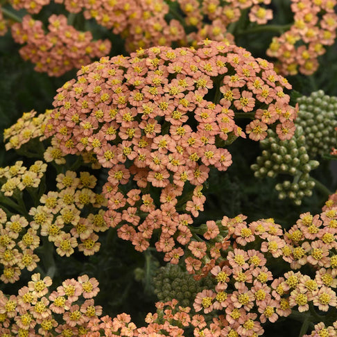 New Vintage™ Terracotta Yarrow Plant