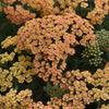New Vintage™ Terracotta Yarrow Plant
