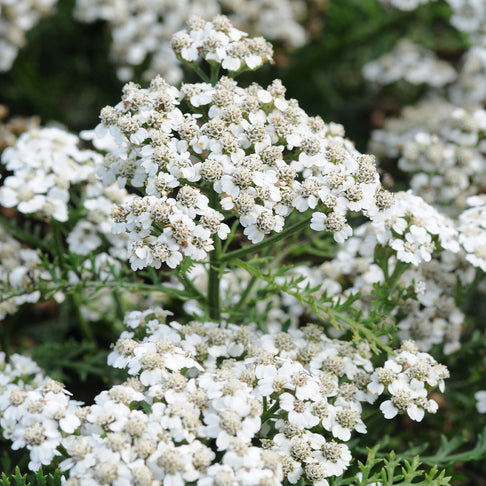 New Vintage™ White Yarrow Plant