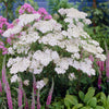 New Vintage™ White Yarrow Plant