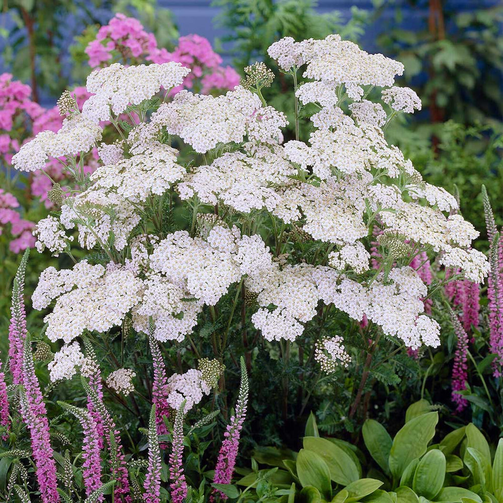 New Vintage™ White Yarrow Plant