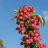 Adirondack Crabapple Tree
