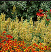Kudos™ Yellow Agastache Plant