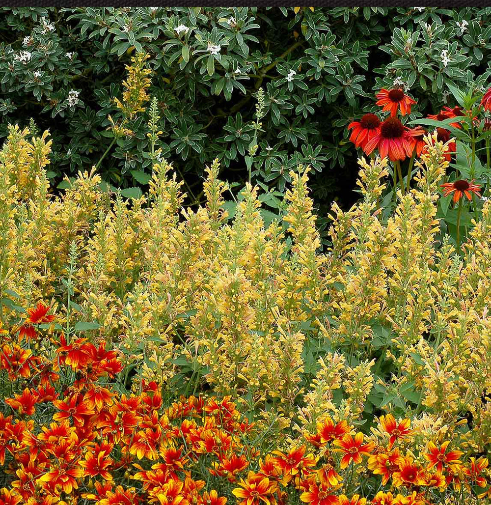 Kudos™ Yellow Agastache Plant