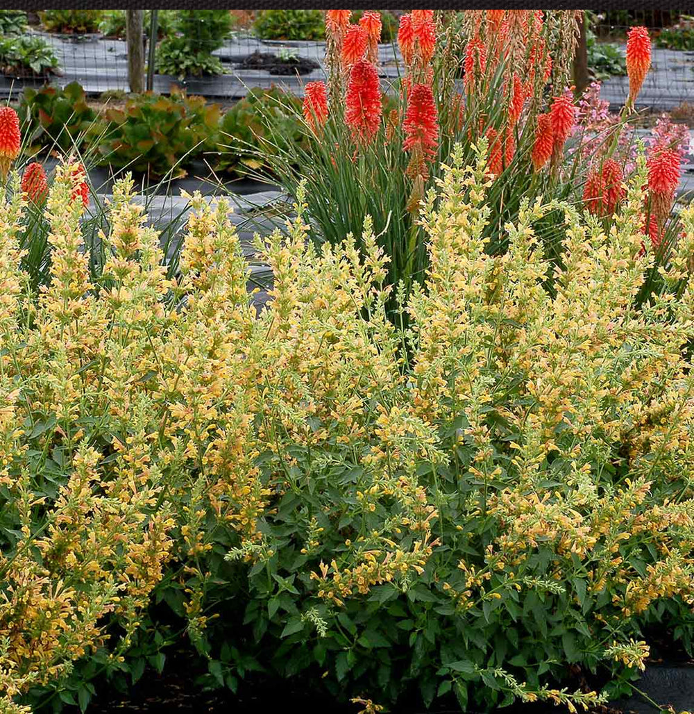 Kudos™ Yellow Agastache Plant