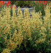 Kudos™ Yellow Agastache Plant