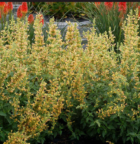 Kudos™ Yellow Agastache Plant