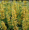 Kudos™ Yellow Agastache Plant