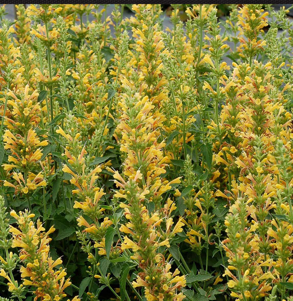 Kudos™ Yellow Agastache Plant