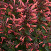 Summerlong™ Coral Agastache Plant