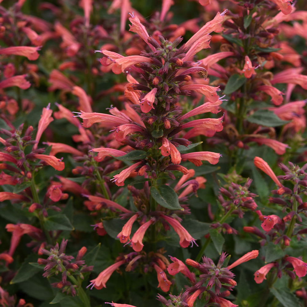 Summerlong™ Coral Agastache Plant