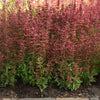 Summerlong™ Coral Agastache Plant