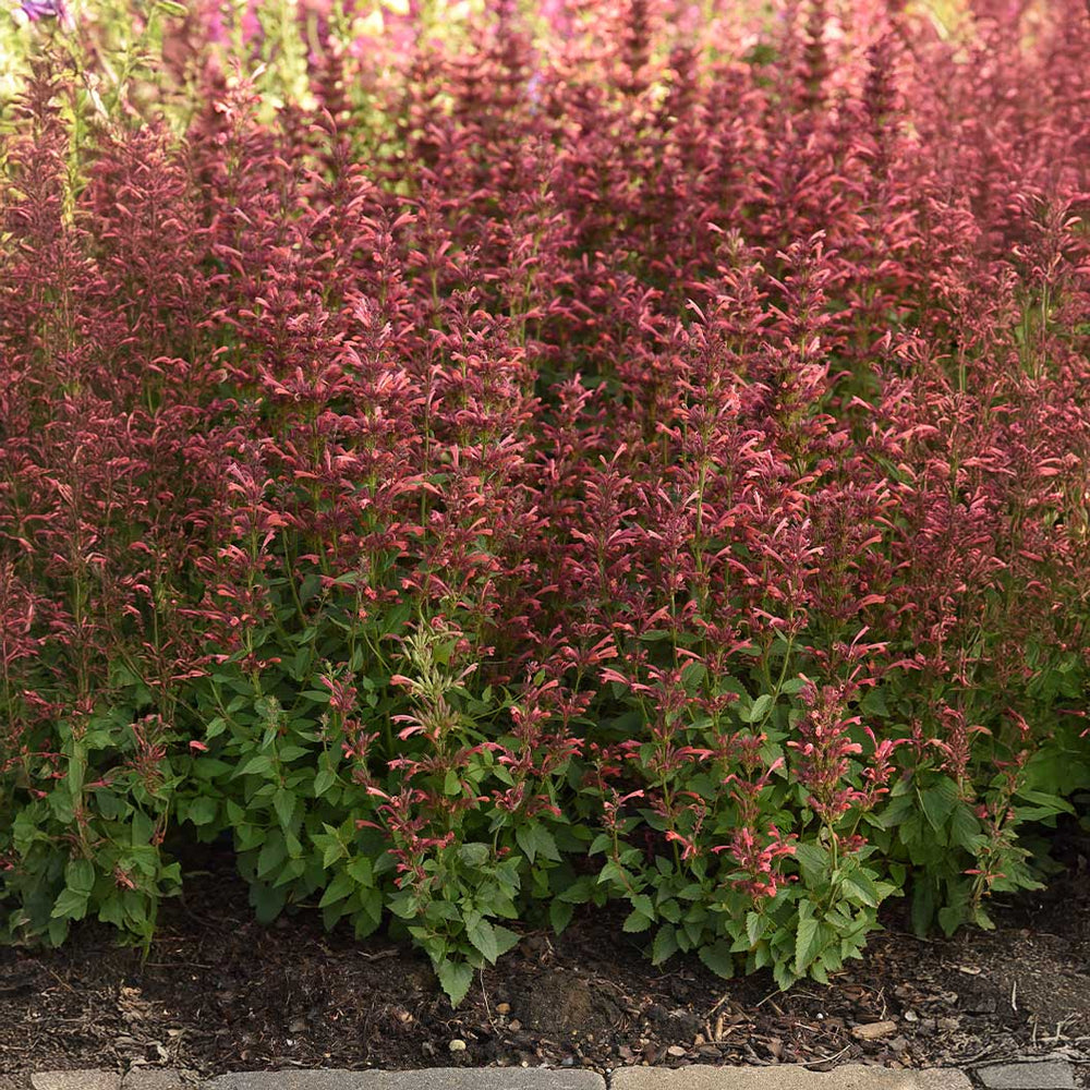 Summerlong™ Coral Agastache Plant