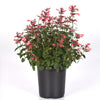 Summerlong™ Coral Agastache Plant