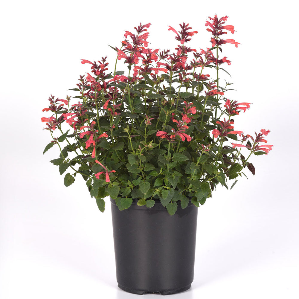 Summerlong™ Coral Agastache Plant