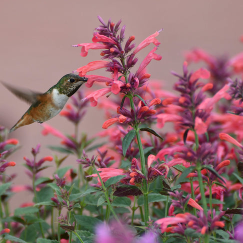 Summerlong™ Coral Agastache Plant