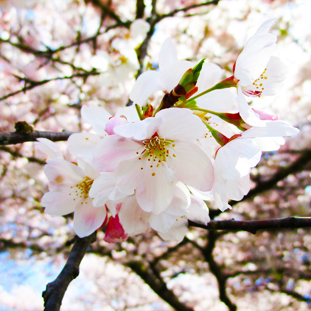 Akebono Cherry Tree