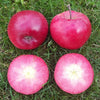 Fruit Snacks® All Red™ Columnar Apple Tree