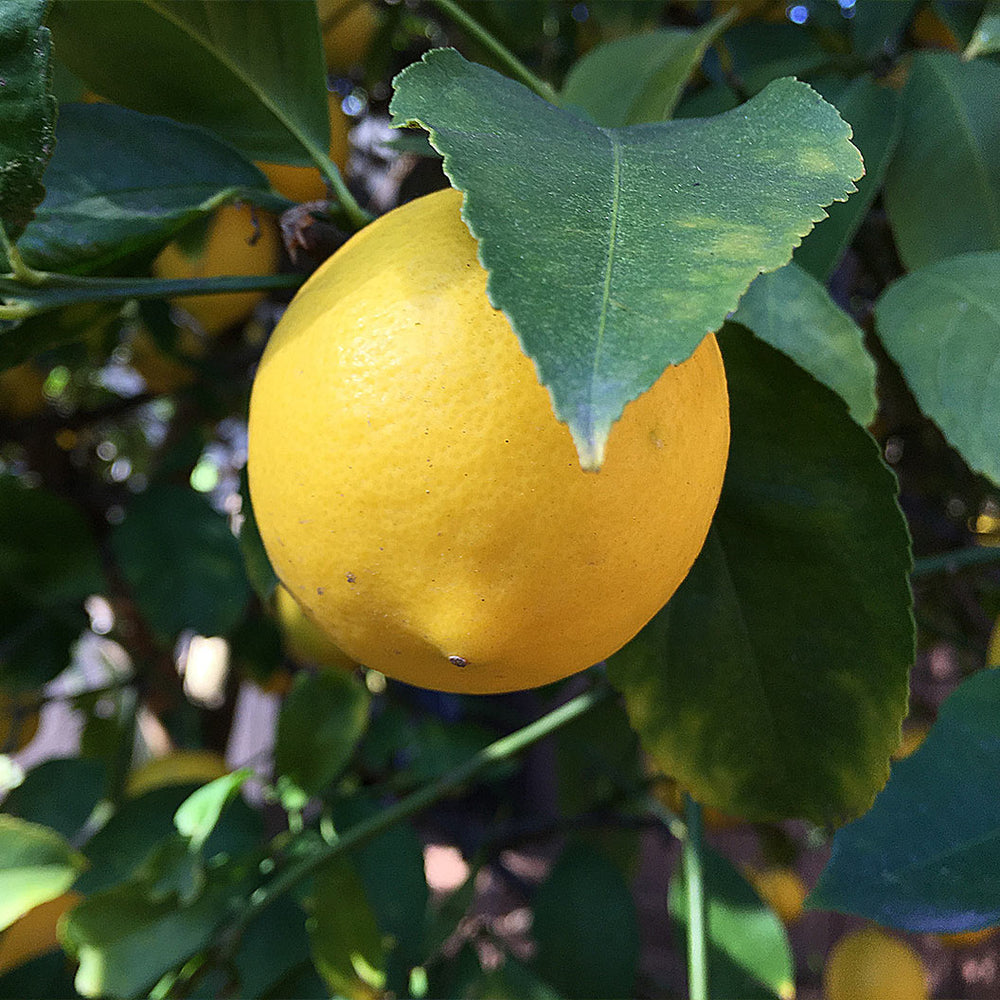 Allen Eureka Lemon Tree