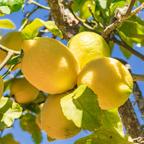 Allen Eureka Lemon Tree